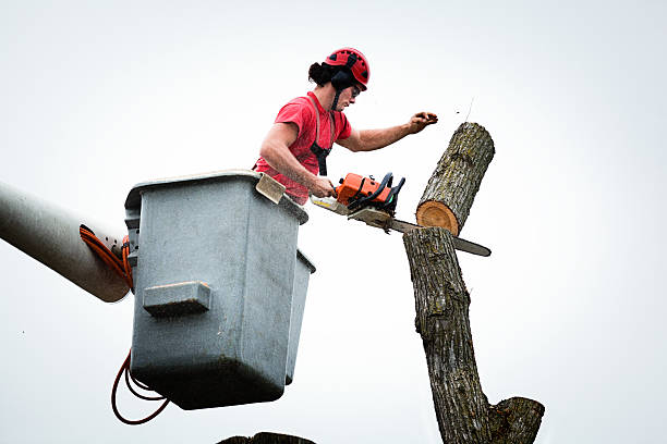  Old Hill, CT Tree Care Pros