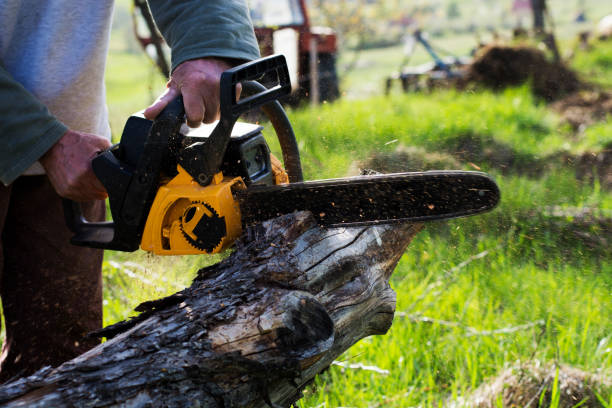 Best Tree Disease Treatment  in Old Hill, CT